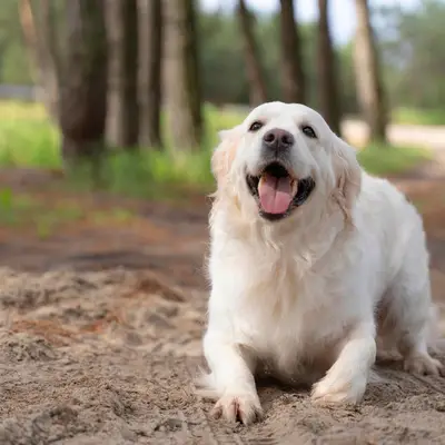 Raça de cachorro: O que é e por que não devemos mais usar o termo hoje?