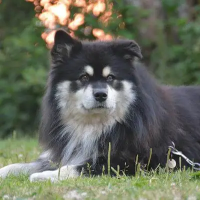Lapphund finlandés: carácter y temperamento