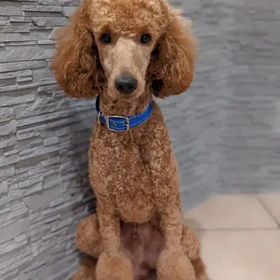 ChocoDoodle – Pudel Züchter, Niedersachsen
