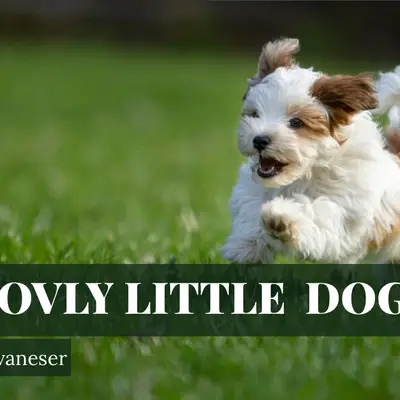 lovly little dog cover