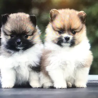 Gusti und Grisu