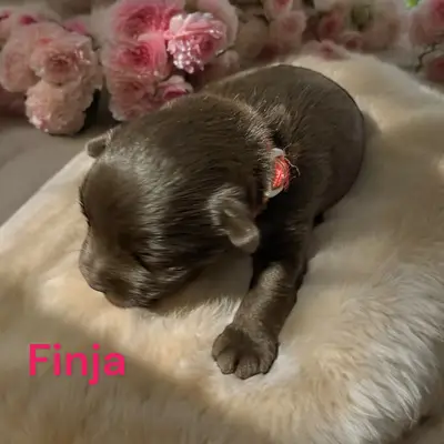 Finja