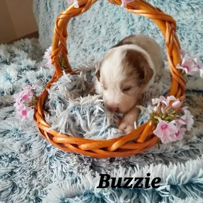 Buzzie