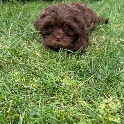 Gina