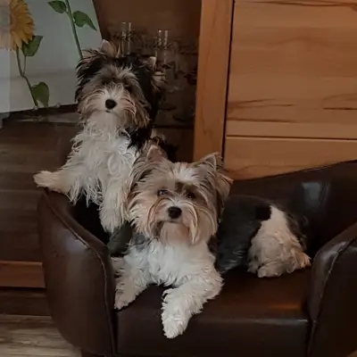 Salud del Yorkshire Terrier: Enfermedades y Prevención [2026]