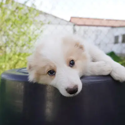 Duke