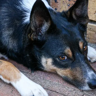 Dewormer for Dogs: Uses, Effects & Risks
