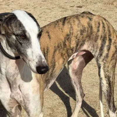 Eneco, Tierheim PROA Madrid