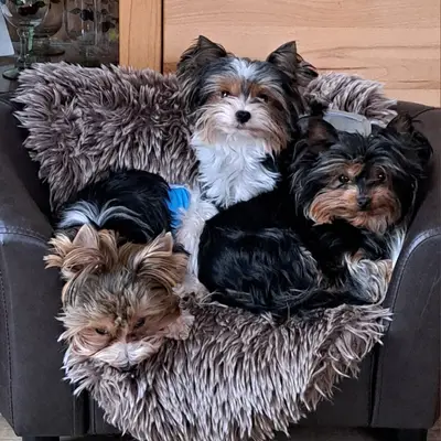 Barınaktan Yorkshire Terrier Sahiplenme: İpuçları