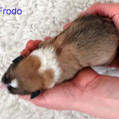 Frodo