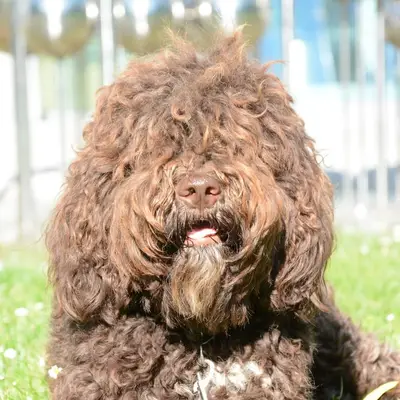 Von der Bayrischen Au – Barbet Züchter, Oberösterreich