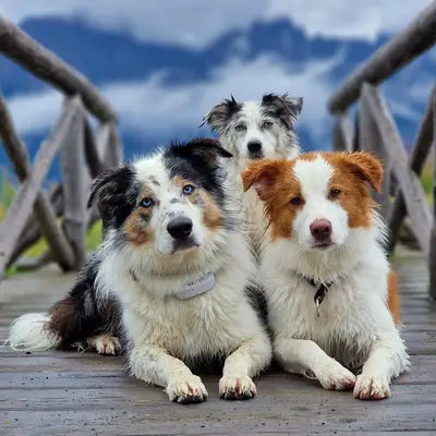 RedRockDragon Border Collies, Oberösterreich