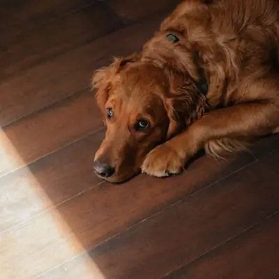 goldendoodle hunderace: Viden om den populære hybrid