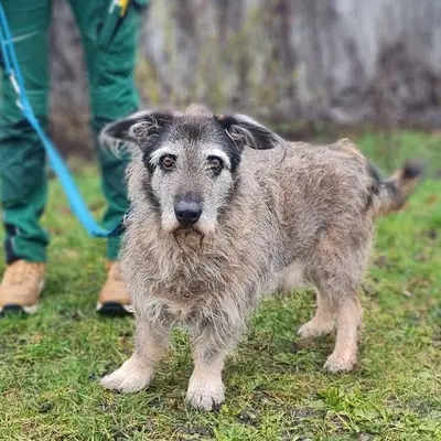 Dackel aus dem Tierheim adoptieren: Erfahrungen & Tipps