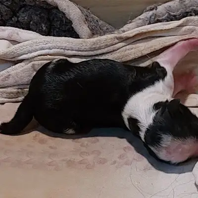 Odin