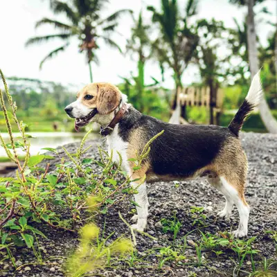 Beagle Charakter & Wesen: Passt er zu dir?