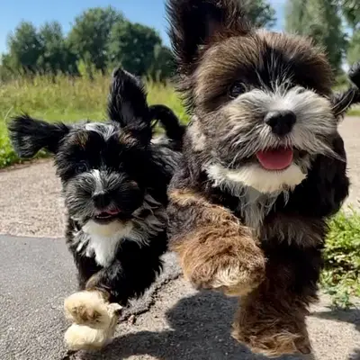 FairyTale Havanese  cover