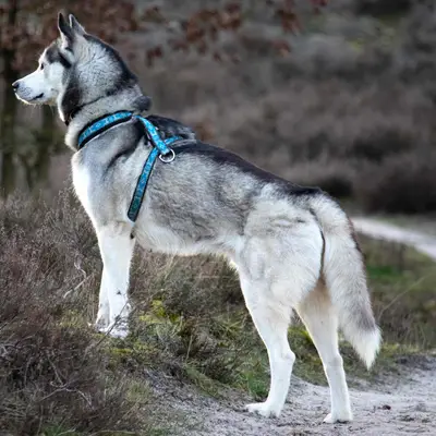 Siberian Husky kaufen: Kosten, Züchter & Tipps [2026]