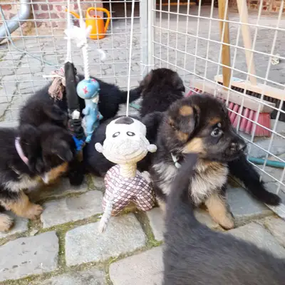 Deutsche Schäferhunde von Haus Charly cover