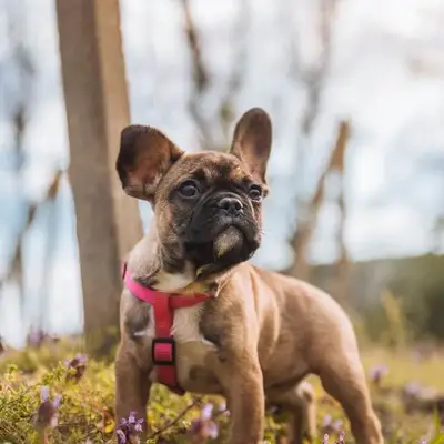 Adiestramiento del Bulldog Francés: Consejos para dueños