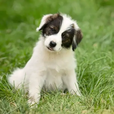 Bernedoodle Dog Breed Guide: Temperament & Care