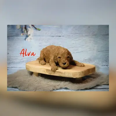 Alva