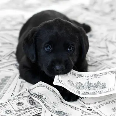 Hoeveel kost een hond? Een overzicht met rekenvoorbeelden