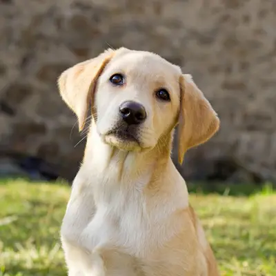 Labrador Retriever kopen: Kosten, fokkers & tips [2026]