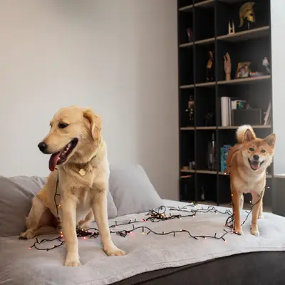 Des chiens pour l’appartement – ça existe vraiment ?