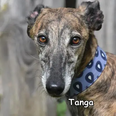 Tanga