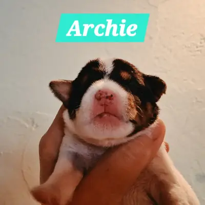 Archie