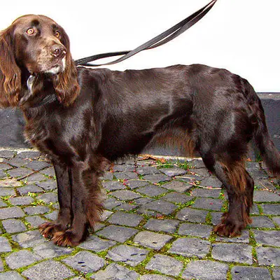 Deutscher Wachtelhund Charakter & Wesen: Passt die Rasse zu dir?