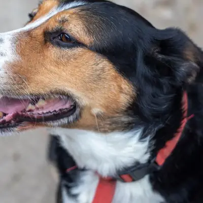 Most Dangerous Dog Breeds: Bite Stats Truth