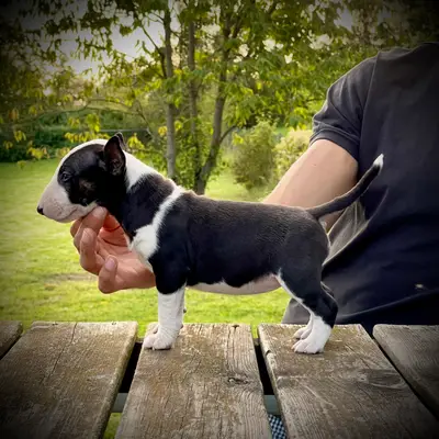 Hündin schwarz-weiss