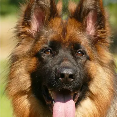 Deutscher Schäferhund Züchter in Nordrhein-Westfalen, Nordrhein-Westfalen