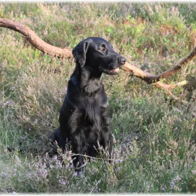 Flat Coated Retriever Züchter in Niedersachsen, Niedersachsen