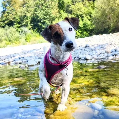 Kyra with Love... – Parson Russell Terrier Züchter, Bern