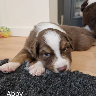 Abby
