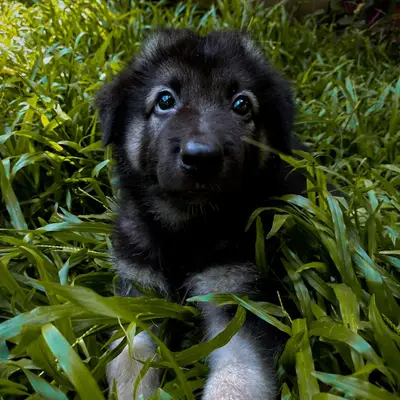Kaizer