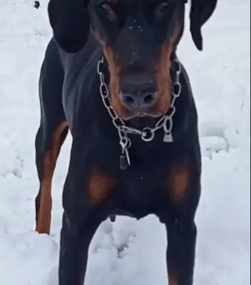 dobermann-vom-sonnenberg cover