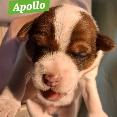 Apollo