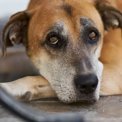 Dog in Heat: Stages, Signs, and Practical Tips
