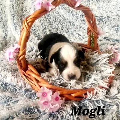 Mogli