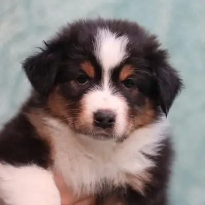 L.A. United Colors PURPLE