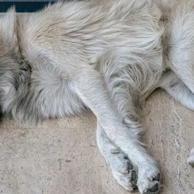 Allergien beim Hund: Frühzeitig erkennen und handeln [Februar 2026]
