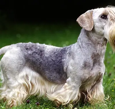 Cesky Terrier Character & Temperament: Is This Breed For You?