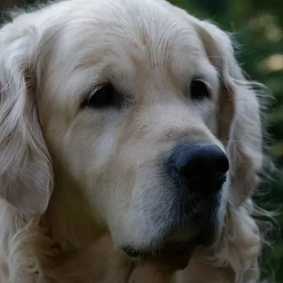 Halloween Dog Safety Tips: Costumes, Candy & Hazards