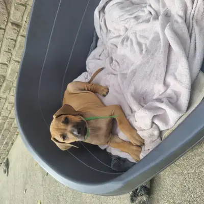 Hundezucht küppersfarm – Rhodesian Ridgeback Züchter, Nordrhein-Westfalen