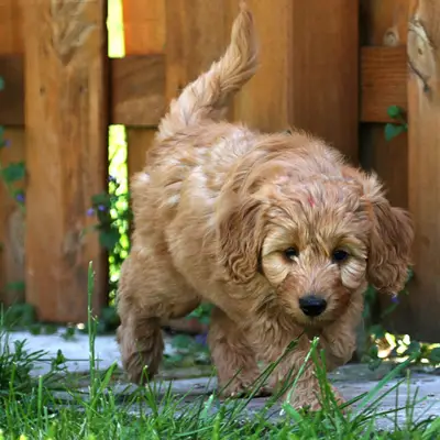 Éducation du Goldendoodle : conseils pour tous les niveaux