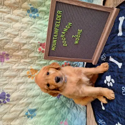 Alois von der Mountainfielder Dog-Ranch